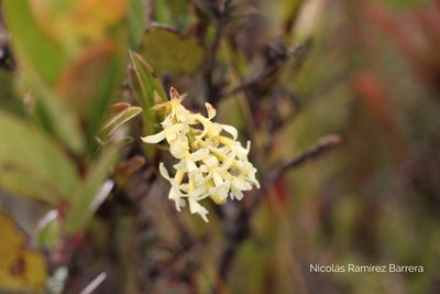 Epidendrum chioneum, photographed by Andrés Ramírez-Barrera