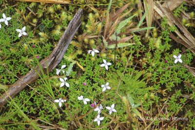 Arcytophyllum muticum, photographed by Andrés Ramírez-Barrera