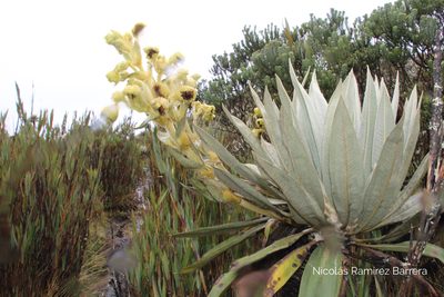 Espeletia grandiflora, photographed by Andrés Ramírez-Barrera