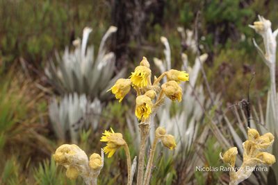 Espeletia grandiflora, photographed by Andrés Ramírez-Barrera