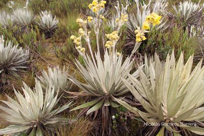 Espeletia grandiflora, photographed by Andrés Ramírez-Barrera
