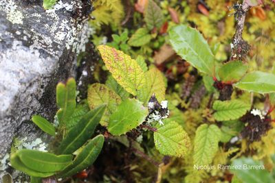 Rubus acanthophyllos, photographed by Andrés Ramírez-Barrera