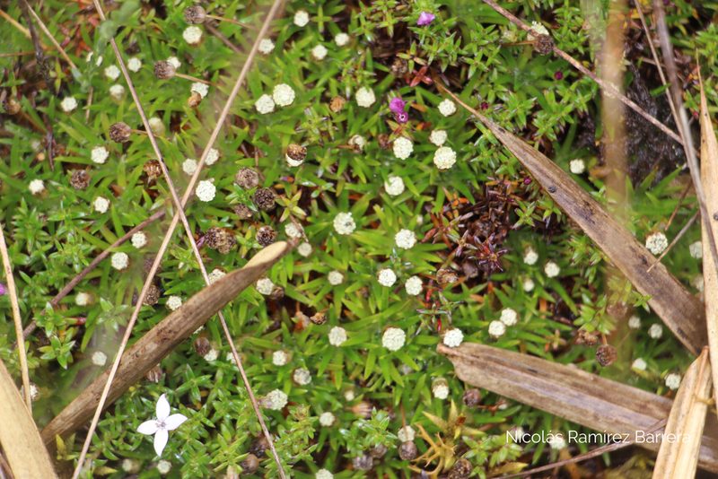 Paepalanthus karstenii, photographed by Andrés Ramírez-Barrera