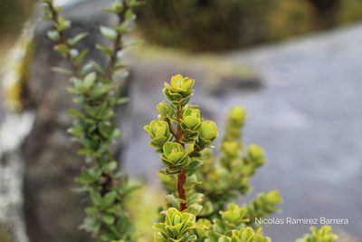 Myrsine dependens, photographed by Andrés Ramírez-Barrera