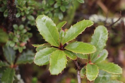 Berberis goudotii, photographed by Andrés Ramírez-Barrera