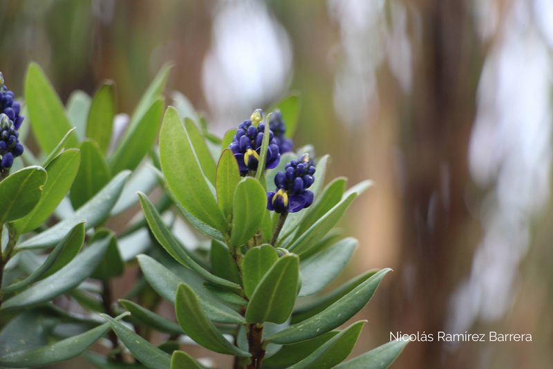 Monnina salicifolia, photographed by Andrés Ramírez-Barrera