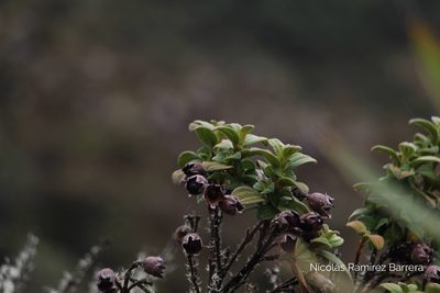 Chaetogastra grossa, photographed by Andrés Ramírez-Barrera