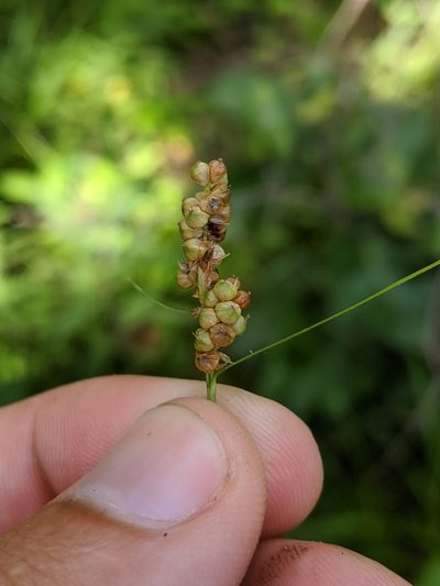 Carex caroliniana, photographed by Nathan Aaron