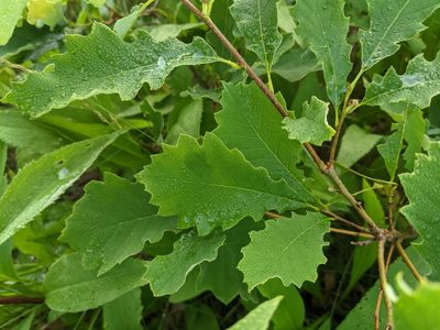 Quercus prinoides, photographed by Zac Peterson