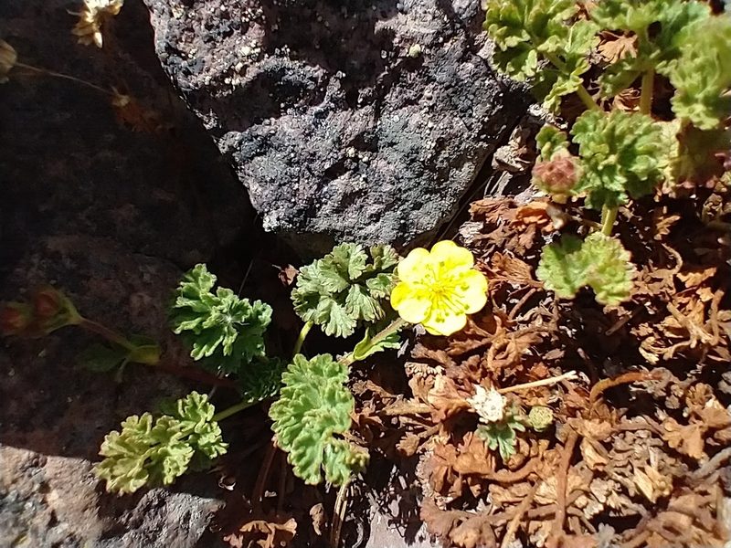 Potentilla brevifolia, photographed by Drew Meyer