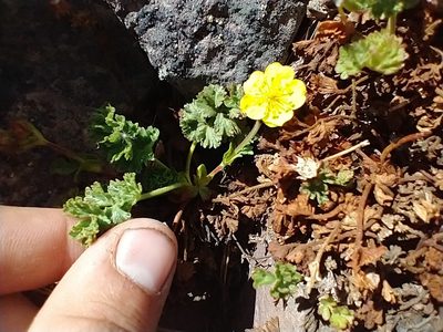 Potentilla brevifolia, photographed by Drew Meyer