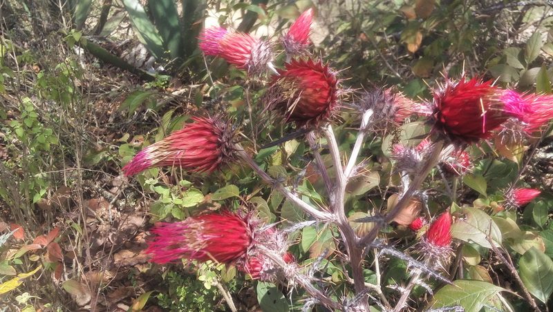 Cirsium anartiolepis, photographed by Tereso Hernández Morales