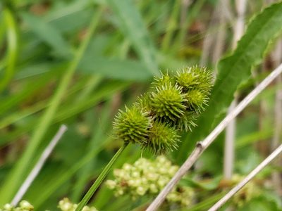 Carex cristatella, photographed by Tyler Bishop