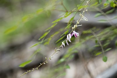 Indigofera venulosa, photographed by Licheng Shih