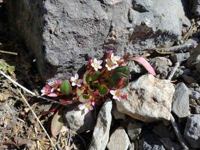 Claytonia megarhiza, photographed by Drew Meyer