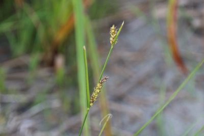Carex lasiocarpa, photographed by er-birds