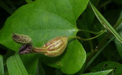 Aristolochia papillaris, photographed by Helio Lourencini