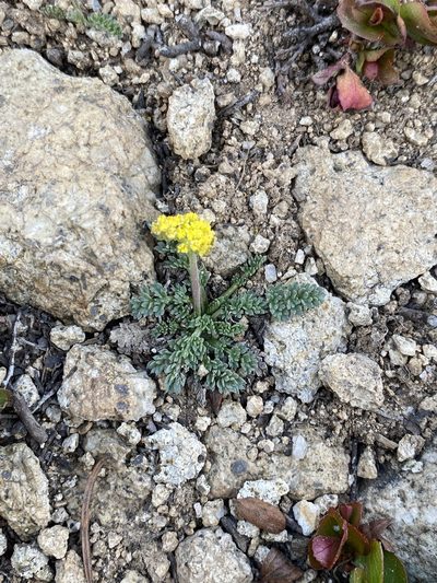 Cymopterus alpinus, photographed by Asher P Higgins