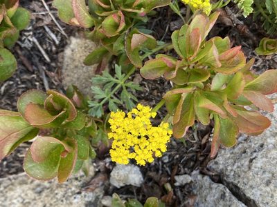 Cymopterus lemmonii, photographed by Asher P Higgins