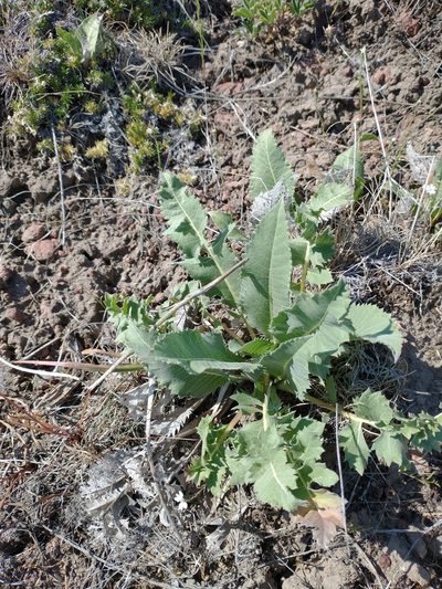 Balsamorhiza serrata, photographed by Drew Meyer