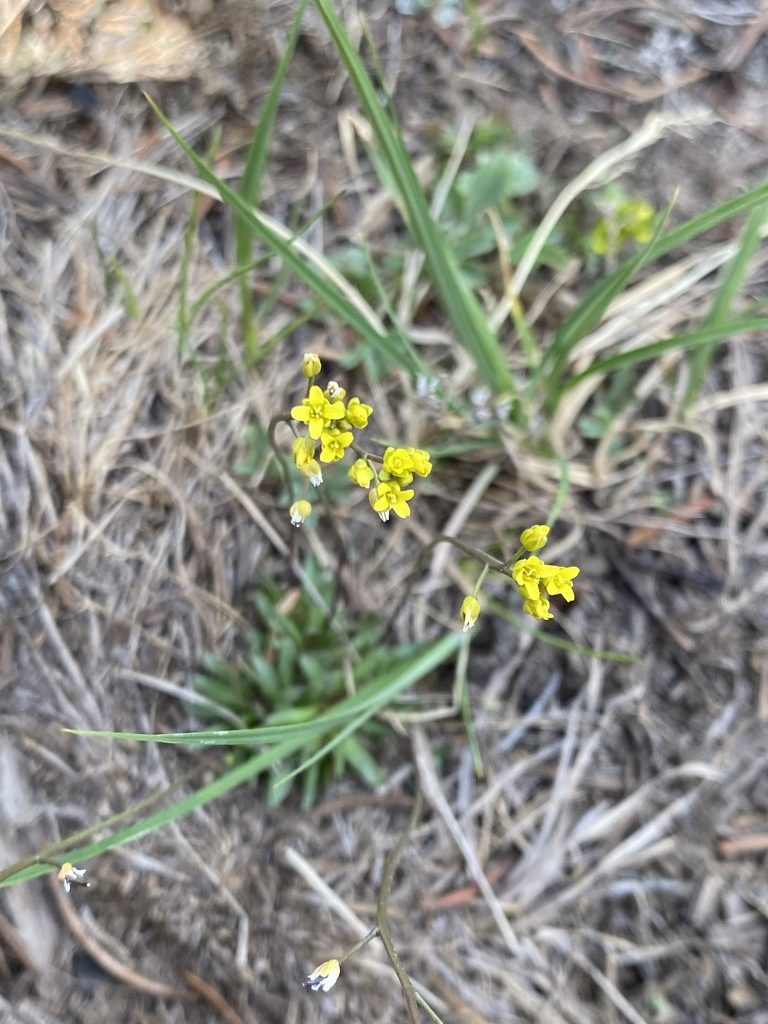 Draba crassifolia, photographed by Asher P Higgins