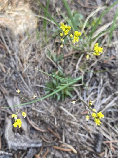 Draba crassifolia, photographed by Asher P Higgins