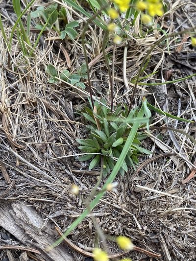 Draba crassifolia, photographed by Asher P Higgins