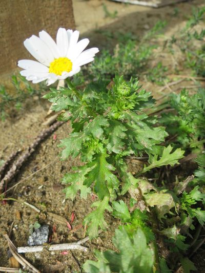 Mauranthemum paludosum, photographed by Alice Shanks