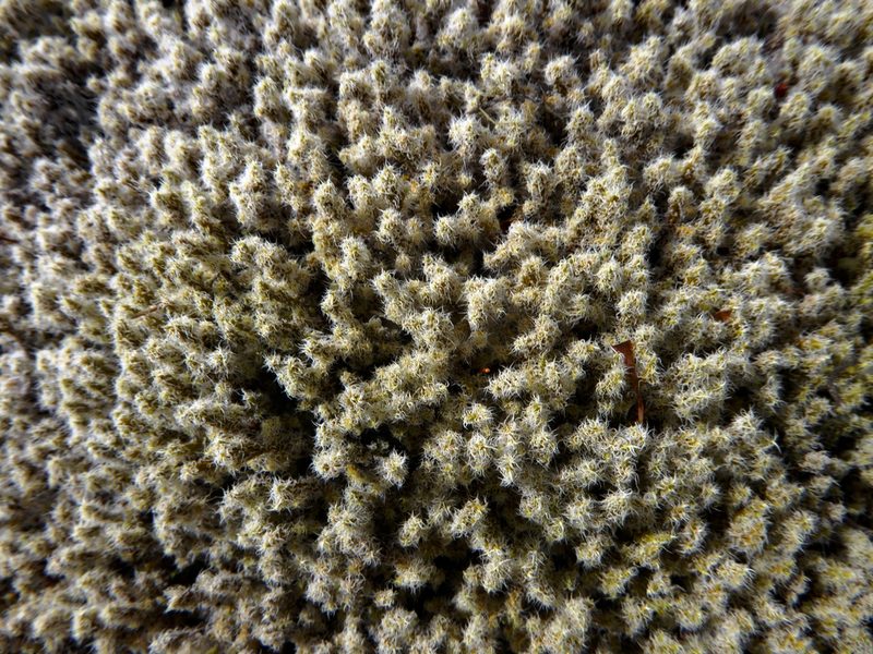 Racomitrium pruinosum, photographed by Peter de Lange