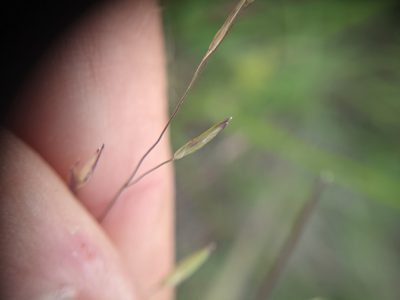 Panicum capillarioides, photographed by Cleveland Powell