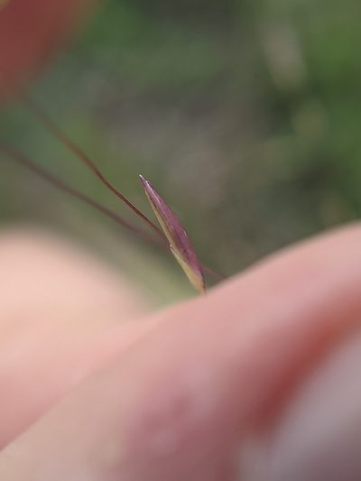 Panicum capillarioides, photographed by Cleveland Powell