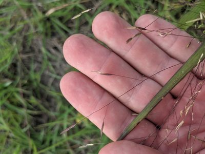 Panicum capillarioides, photographed by Cleveland Powell