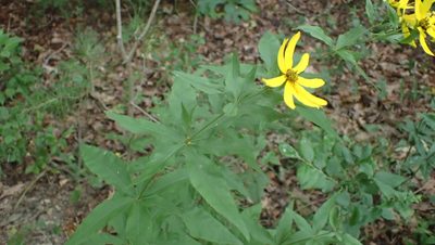 Coreopsis major, photographed by John Abrams