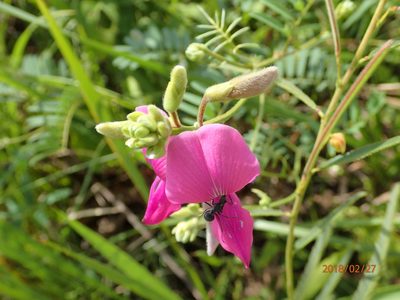 Tephrosia grandiflora, photographed by Peter Warren