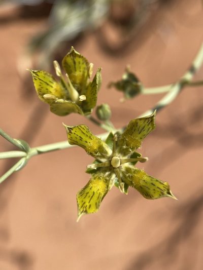Frasera paniculata, photographed by Matt Berger