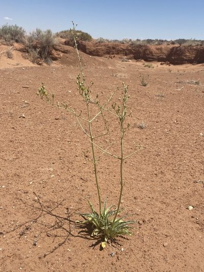 Frasera paniculata, photographed by Matt Berger