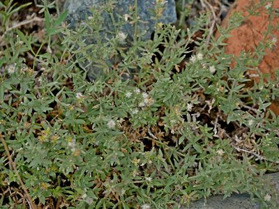 Galium serpenticum, photographed by Jacy Chen