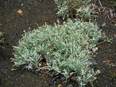 Chaenactis thompsonii, photographed by Jacy Chen