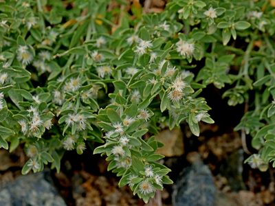 Galium serpenticum, photographed by Jacy Chen