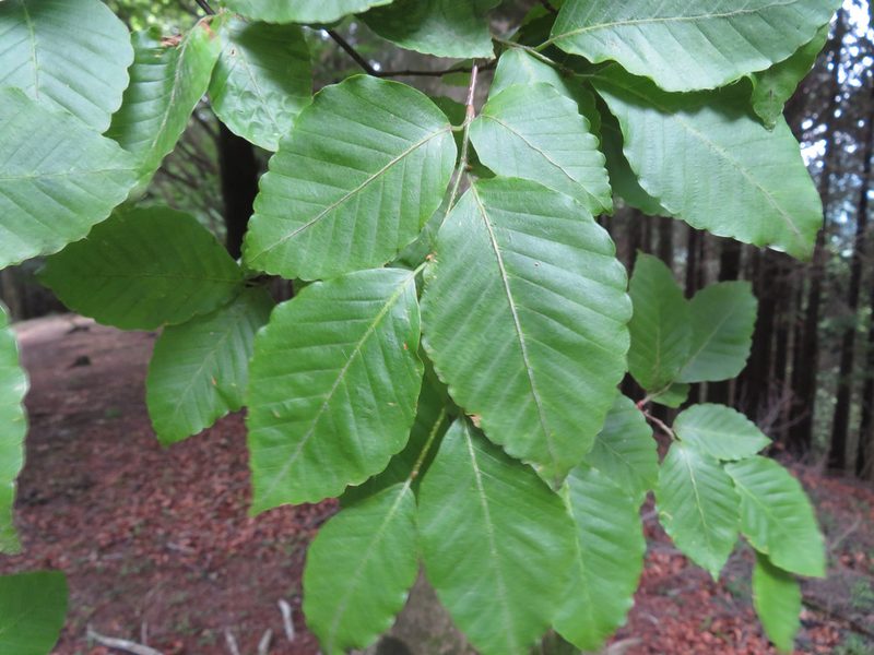Fagus crenata, photographed by Marco Mussita