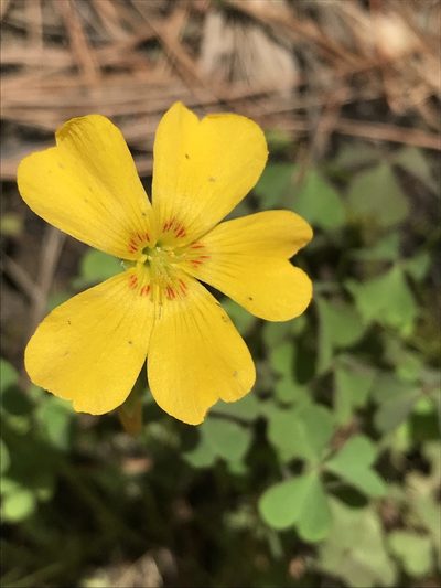 Oxalis texana, photographed by Laura Clark