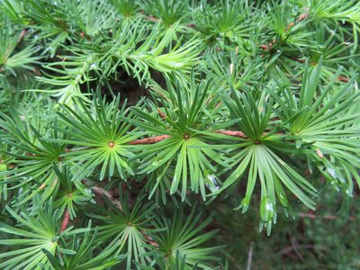 Larix kaempferi, photographed by Marco Mussita
