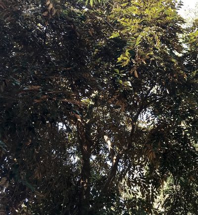 Chrysophyllum cainito, photographed by Giselle Blythe