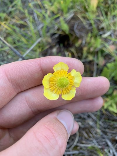 Ranunculus cardiophyllus, photographed by Spencer Quayle