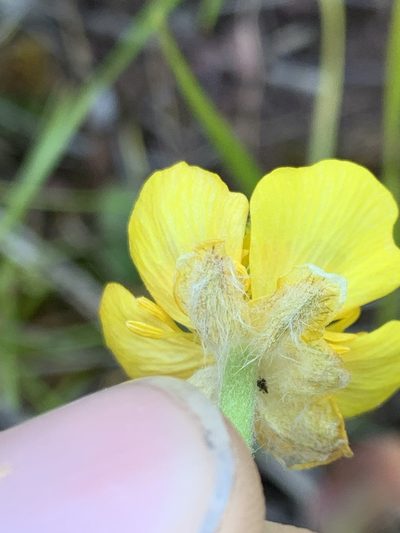 Ranunculus cardiophyllus, photographed by Spencer Quayle
