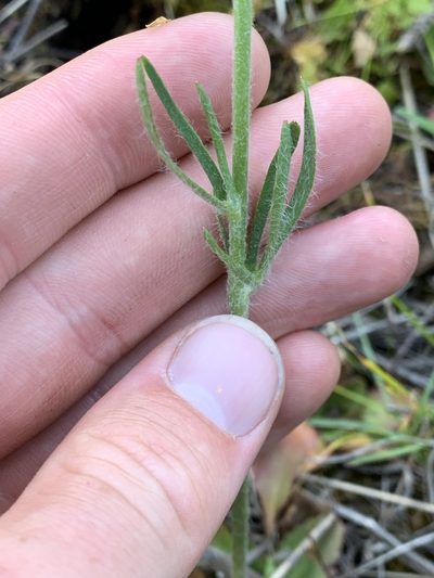 Ranunculus cardiophyllus, photographed by Spencer Quayle
