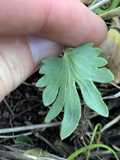 Ranunculus cardiophyllus, photographed by Spencer Quayle