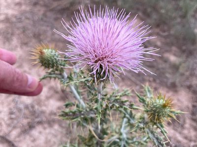 Cirsium ochrocentrum, photographed by lejones417