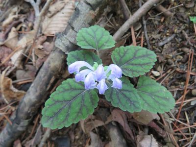 Scutellaria laeteviolacea, photographed by Marco Mussita