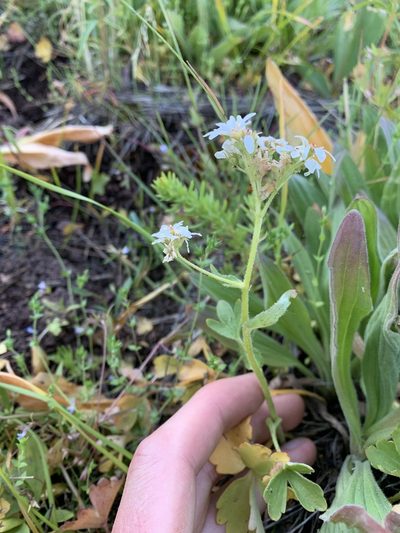 Suksdorfia ranunculifolia, photographed by Spencer Quayle